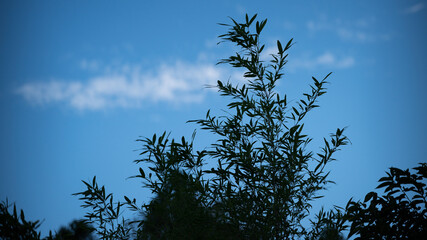 アナモルフィックレンズで撮影した映画のようなシネマスコープの写真