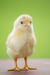 Close up yellow little chicken or chick on natural background in the garden © Santirat