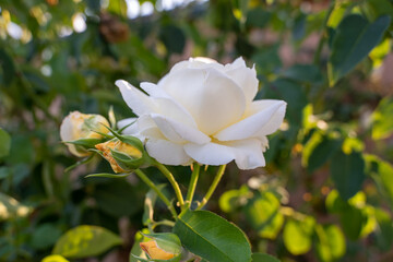 White Rose 3