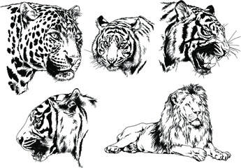 set of vector drawings on the theme of predators tigers are drawn by hand with ink tattoo logos