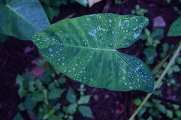 Plant background with the veins of their leaves. Some have raindrops. Images that bring you peace and connect you with nature.