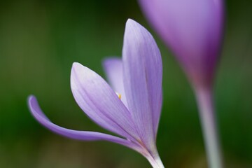 The Tender Beauty Of Autumn Colchicum-Crocus In The Czech Forest.