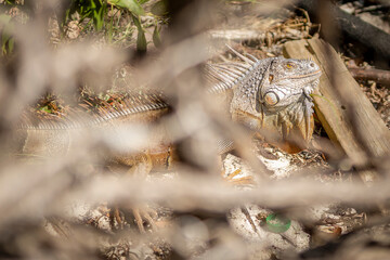 La iguana en alerta