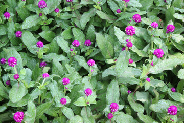 pink flowers in the garden