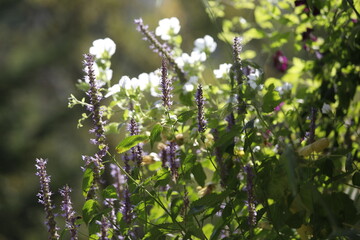 Pflanze Duftnessel (Agastache) mit blauen Blüten und weiße Malven (Malva) als Close up.