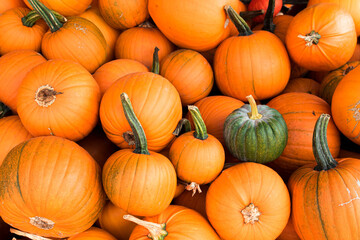 Kürbis, Heloween, Kürbissuppe, alle Kürbisarten