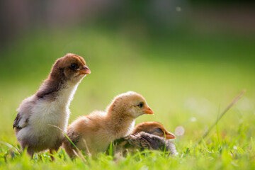 Three newborn chicken on the farm
