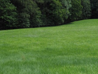 Fototapeta na wymiar Landwirtschaft - grüne Weide am Waldesrand