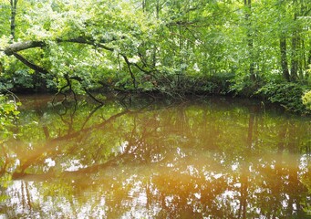 Seeufer - Bäume spiegeln sich im Wasser