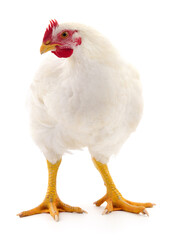 white hen isolated.