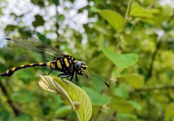 fly on yellow flower