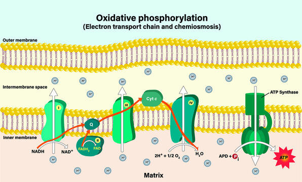 Electron transport chain couples chemiosmosis to ATP synthesis