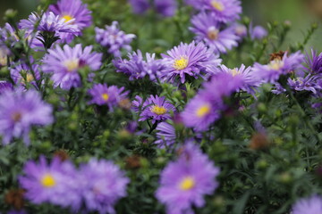 Herbst Aster (Aster dumosus) mit vielen lila gelben Blüten.