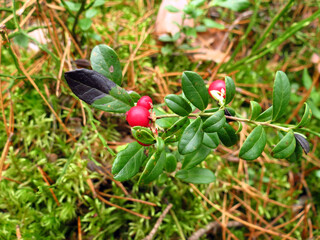 berries on a bush