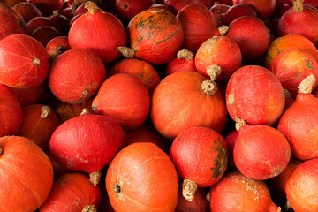 Kürbis, Heloween, Kürbissuppe, alle Kürbisarten