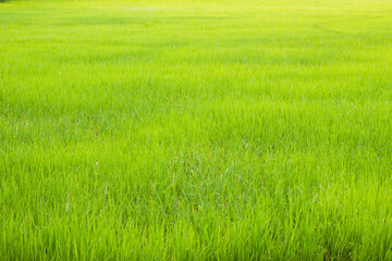 Fototapeta na wymiar Green rice field 