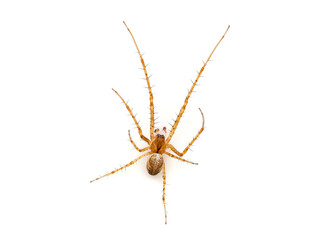Common orb weaver spider isolated on white background, Metellina sp.