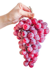 Close up hand holding a bunch of grapes