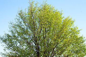 Obraz premium branches of a tree