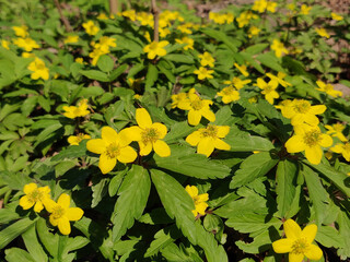 Anemone ranunculoides flowers