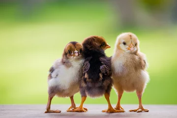 Foto op Plexiglas Adorable baby chicken or chick friends on natural background for concept design and decoration © Santirat