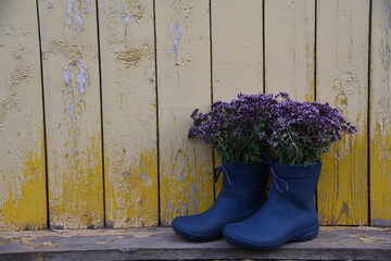 Natural nature and rustic style.Bunches of grass oregano medicinal herbs in shoes.