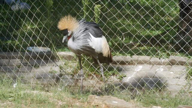 Beautiful bird crowned crane Balearica pavonina with an interesting tufted head at the zoo.