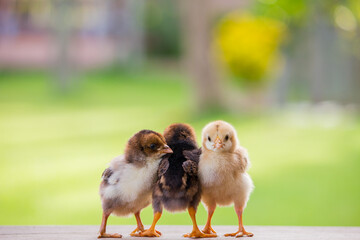 Beautiful baby chicken or chick friends on natural background for concept design and decoration