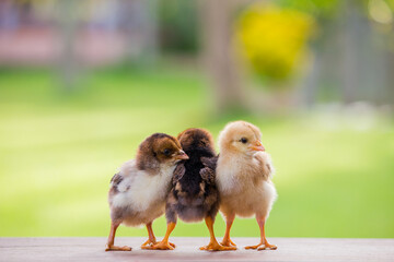 Three baby chick on the farm and on natural background