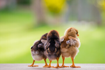 Three baby chick on the wooden floor from the back view for decoration