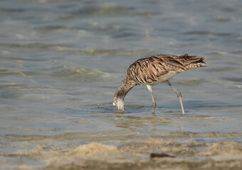 Eurasian curlew feeding at Busiateen coast of Bahrain