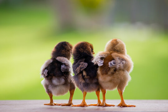 Close up baby chicks on the farm from the back and natural background for the concept design