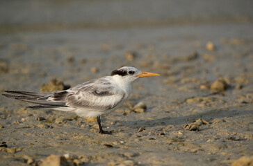 Greater Crested Tern at Busaiteen coast, Bahrain