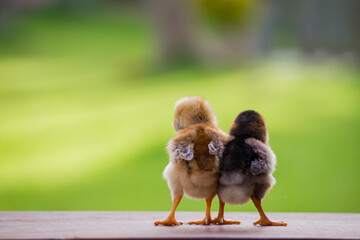 Baby chick on the wooden floor from the back view for decoration © Santirat