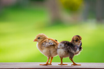 Beautiful two chick on the garden