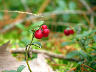 red berries