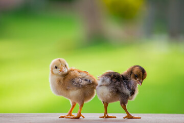 Two little chickens on the garden