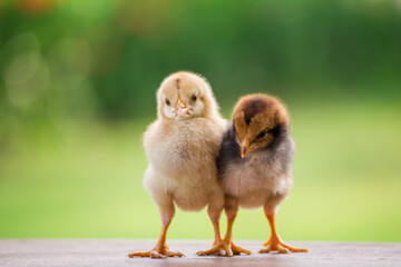 Two baby chicken on the farm