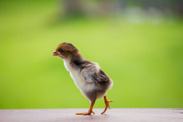The motion of baby chicken on the farm 