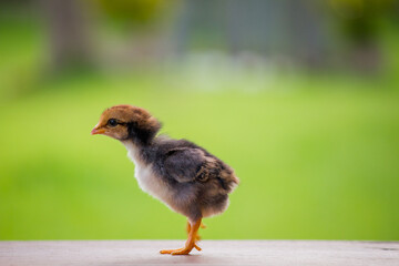 Baby brown little chick or chicken in the garden and on a natural background 
