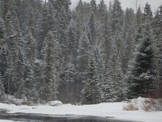 snow covered trees in winter near a frozen river