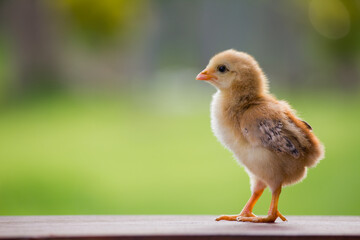 Baby chicken on the farm and on natural background