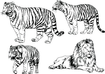 vector drawings sketches different predator , tigers lions cheetahs and leopards are drawn in ink by hand , objects with no background