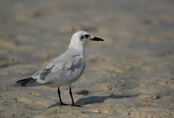 Gull-billed tern at Busaiteen coast, Bahrain