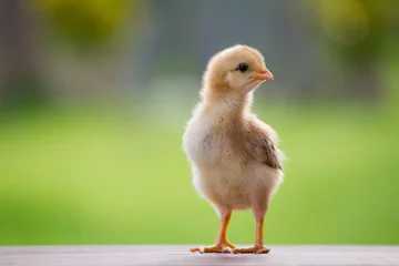 Foto op Plexiglas Baby chicken on the farm and on natural background © Santirat