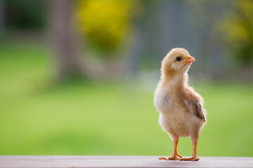 Close up baby chicken or yellow chick on a farm