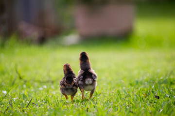 Two brown chicks on the grass floor in the farm