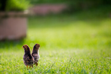 Two brown chicks on the grass floor in the farm