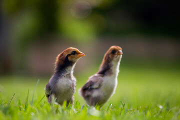 Two brown chicks on the grass floor in the farm