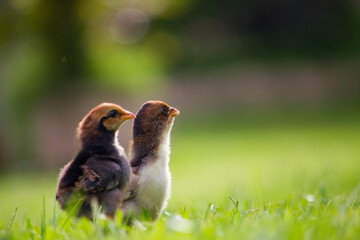 Two brown chicks on the grass floor in the farm